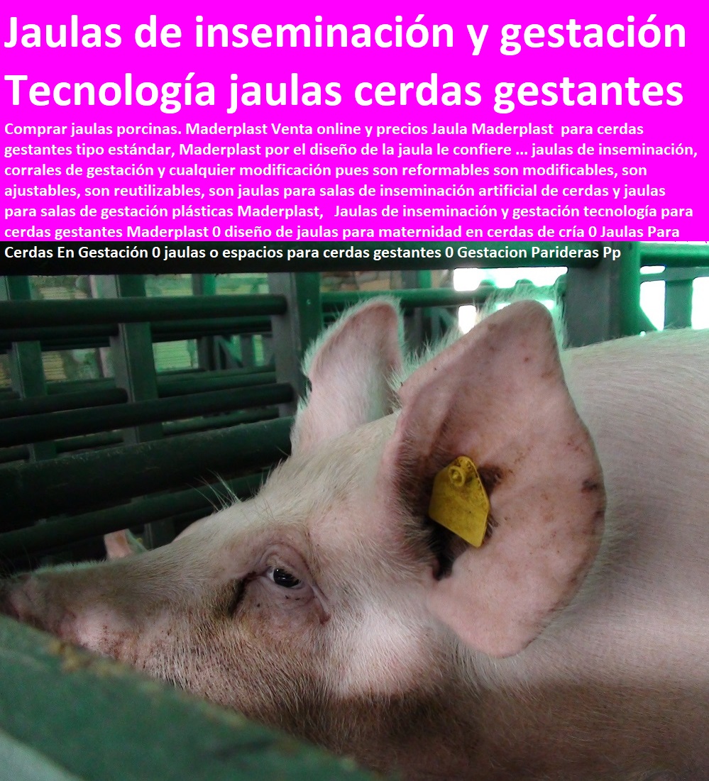 Jaulas de inseminación y gestación tecnología para cerdas gestantes Maderplast 0 diseño de jaulas para maternidad en cerdas de cría 0 Jaulas Para Cerdas En Gestación 0 jaulas o espacios para cerdas gestantes 0 Gestacion Parideras Pp Jaulas de inseminación y gestación tecnología para cerdas gestantes Maderplast 0 diseño de jaulas para maternidad en cerdas de cría 0 Jaulas Para Cerdas En Gestación 0 jaulas o espacios para cerdas gestantes 0 Gestacion Parideras Pp como criar marranos, cómo criar cerdos técnicas modernas, manual para criar cerdos, como hacer un criadero de cerdos, cría de cerdos rentabilidad técnicamente, como engordar cerdos con maíz tecnificado, instalaciones para cría de cerdos, 